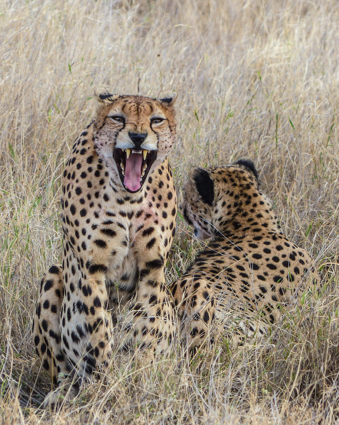 Lewa House thumbnail 16